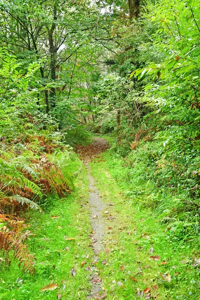 フランスのアラレ 10月23 2022 古い村の近くの森の中の小さな道 — ストック写真