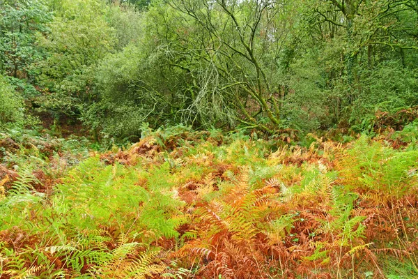 Allaire França Outubro 2022 Samambaia Floresta Perto Antiga Aldeia — Fotografia de Stock