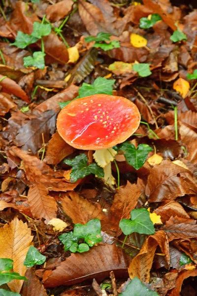Allaire France October 2022 Fly Agaric Amanita Forest Old Village — Stock Photo, Image