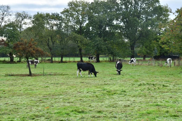Allaire França Outubro 2022 Vacas Prado — Fotografia de Stock