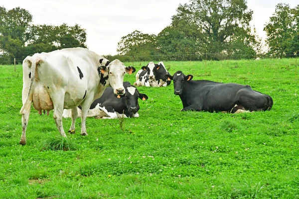 Allaire França Outubro 2022 Vacas Prado — Fotografia de Stock
