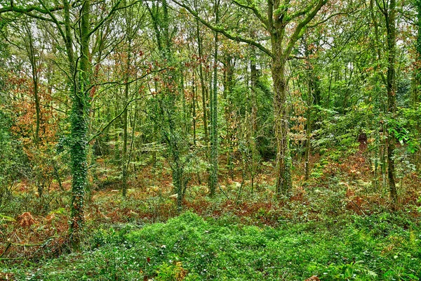 2022年10月23日 法国Allaire 老村庄附近的森林 — 图库照片