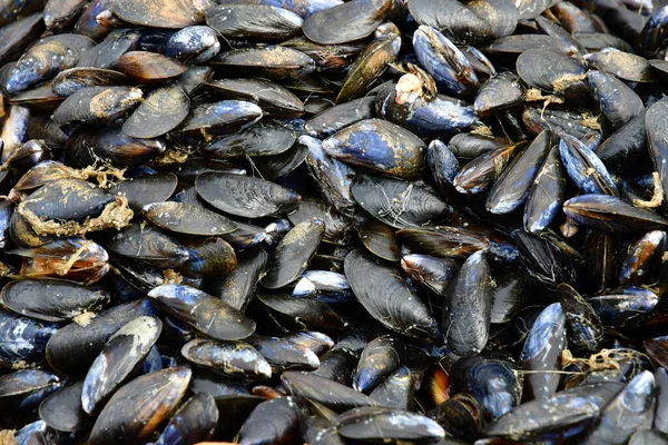 Allaire France October 2022 Farmed Mussels Penestin — 스톡 사진