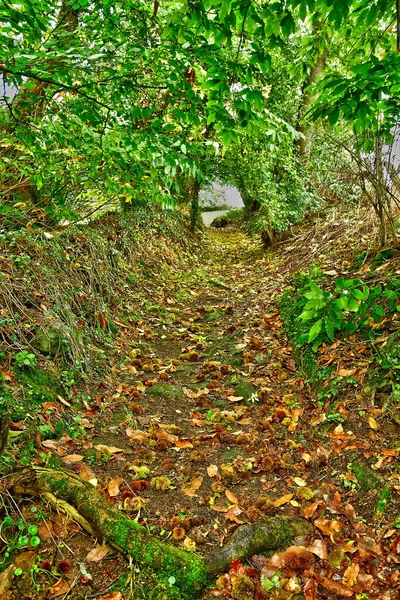 Allaire France October 2022 Little Path Covered Chestnut Forest Old — Stock Photo, Image