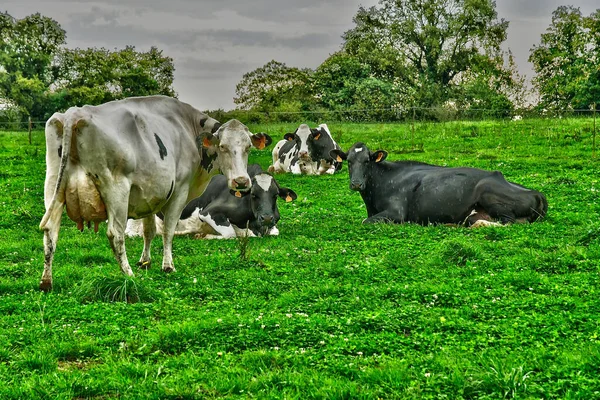 Allaire Francie Října 2022 Krávy Louce — Stock fotografie