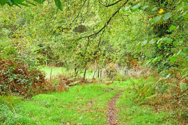 Allaire França Outubro 2022 Pequeno Caminho Floresta Perto Antiga Aldeia — Fotografia de Stock