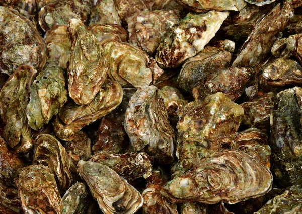 Allaire France October 2022 Cupped Oysters Penerf Market — Stock Photo, Image