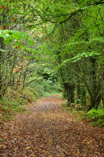 Allaire France Octobre 2022 Petit Sentier Couvert Châtaigniers Dans Forêt — Photo