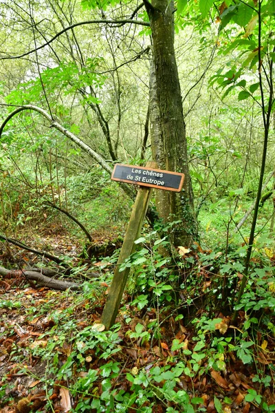 Allaire Prancis Oktober 2022 Jalan Kecil Hutan Dekat Desa Tua — Stok Foto