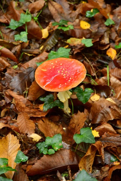 Allaire France October 2022 Fly Agaric Amanita Forest Old Village — Stock Photo, Image