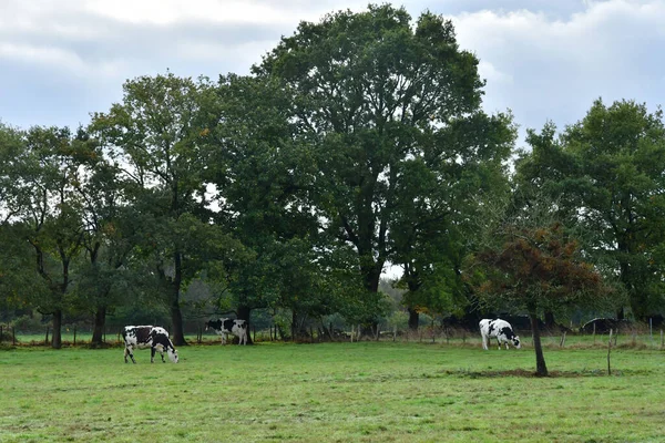フランスのアラレ 2022年10月23日 牧草地の牛 — ストック写真
