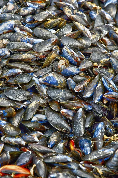 Allaire France October 2022 Farmed Mussels Penestin — Stock Photo, Image