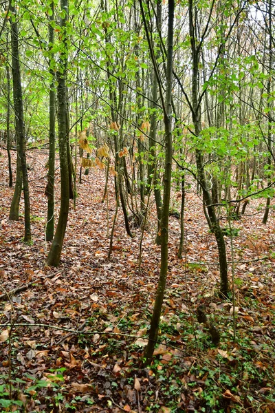 Allaire Frankreich Oktober 2022 Wald Nahe Dem Alten Dorf — Stockfoto