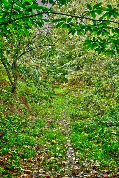 Allaire Francia Ottobre 2022 Piccolo Sentiero Nella Foresta Vicino Vecchio — Foto Stock