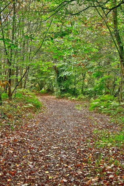 Allaire Francia Ottobre 2022 Piccolo Sentiero Nella Foresta Vicino Vecchio — Foto Stock