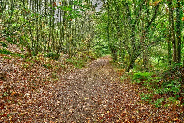 フランス アラレ 2022年10月23日旧村付近の森の中の栗に覆われた小さな道 — ストック写真