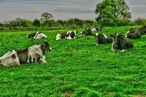 Allaire Francia Octubre 2022 Vacas Prado — Foto de Stock