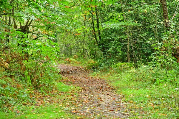 Allaire France Octobre 2022 Petit Sentier Dans Forêt Près Vieux — Photo