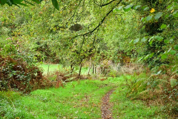 2022年10月23日 法国阿拉莱尔 旧村附近森林中的一条小径 — 图库照片