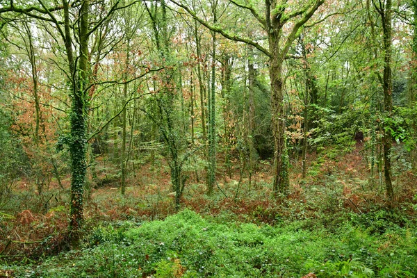 Allaire Fransa Ekim 2022 Eski Köyün Yakınlarındaki Orman — Stok fotoğraf