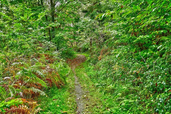 Allaire Francja Października 2022 Mała Ścieżka Lesie Niedaleko Starej Wioski — Zdjęcie stockowe