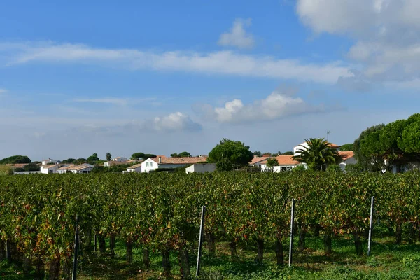 Sainte Marie Fransa Ekim 2022 Üzüm Bağı Pitoresk Köy — Stok fotoğraf