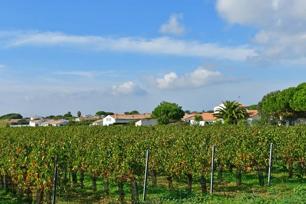 Сент Мари Франция Октября 2022 Года Виноградник Живописная Деревня — стоковое фото