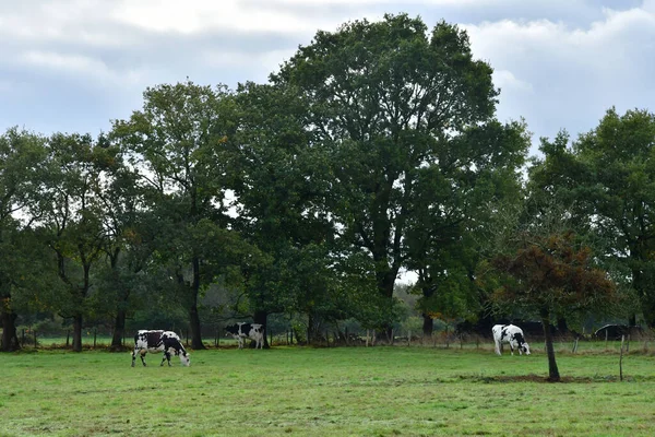 Allaire France October 2022 Cows Meadow — 스톡 사진