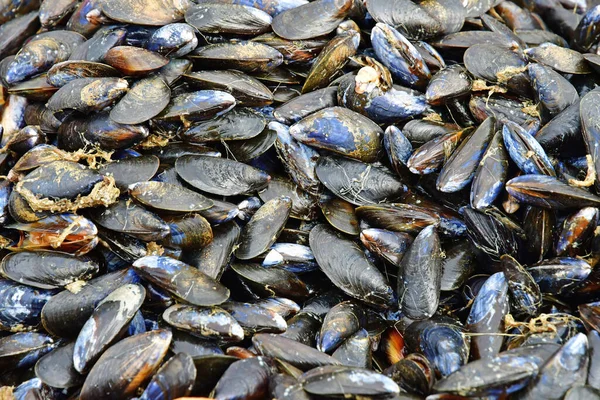 Allaire France October 2022 Farmed Mussels Penestin — 스톡 사진