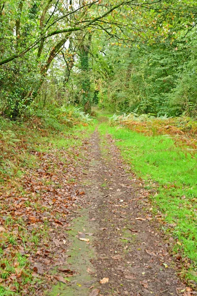 Allaire Francja Października 2022 Mała Ścieżka Pokryta Kasztanem Lesie Pobliżu — Zdjęcie stockowe