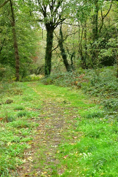 フランスのアラレ 10月23 2022 古い村の近くの森の中の小さな道 — ストック写真
