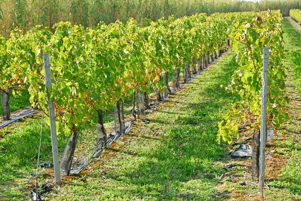 Sainte Marie France October 2022 Vineyard Picturesque Village — Stock Photo, Image