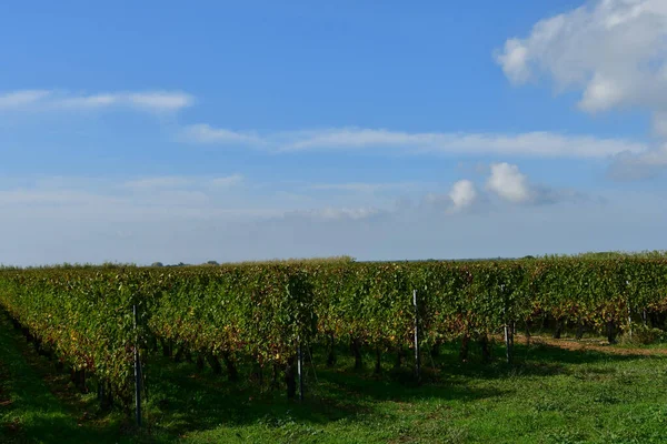 Сент Марі Франція Октобер 2022 Виноградник Біля Мальовничого Села — стокове фото