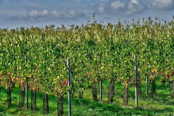 Sainte Marie France Octobre 2022 Vignoble Près Village Pittoresque — Photo