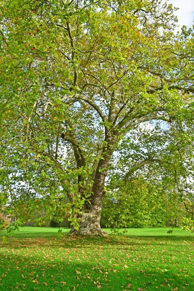 Versalhes França Novembro 2022 Uma Árvore Plana Folhas Bordo Propriedade — Fotografia de Stock