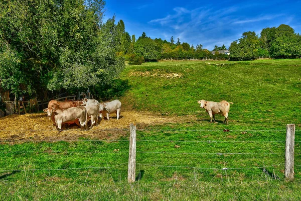 Brueil Vexin November 2022 Cow Meadow — Stock Photo, Image