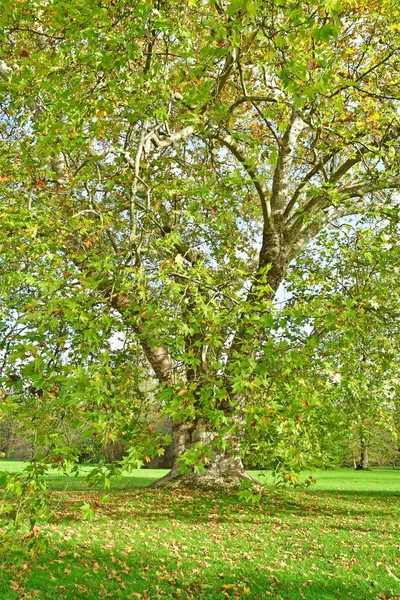 Versalhes França Novembro 2022 Uma Árvore Plana Folhas Bordo Propriedade — Fotografia de Stock