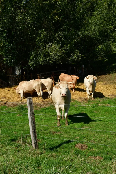 Brueil Vexin Noviembre 2022 Vaca Prado — Foto de Stock