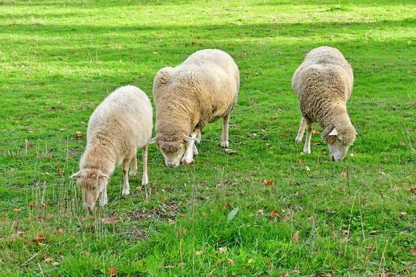 Versailles Francia Novembre 2022 Pecore Nella Fattoria Della Tenuta Marie — Foto Stock