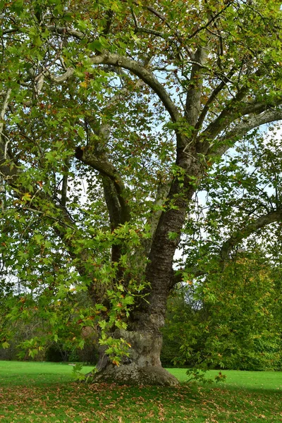Версаль Франция Ноября 2022 Года Картографическое Дерево Поместье Мари Антуанет — стоковое фото