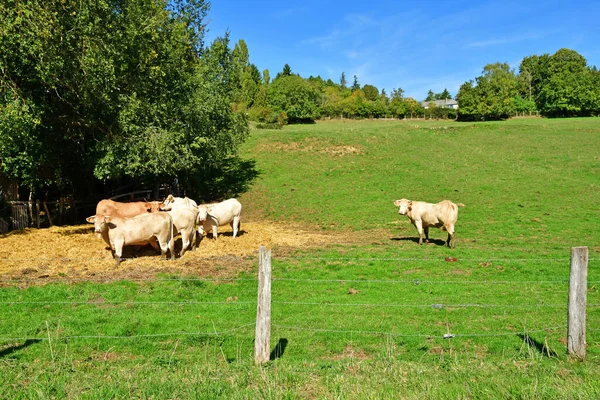 Brueil Vexin Noviembre 2022 Vaca Prado —  Fotos de Stock