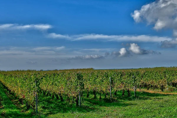 Sainte Marie Francja Października 2022 Winnica Pobliżu Malowniczej Wioski — Zdjęcie stockowe
