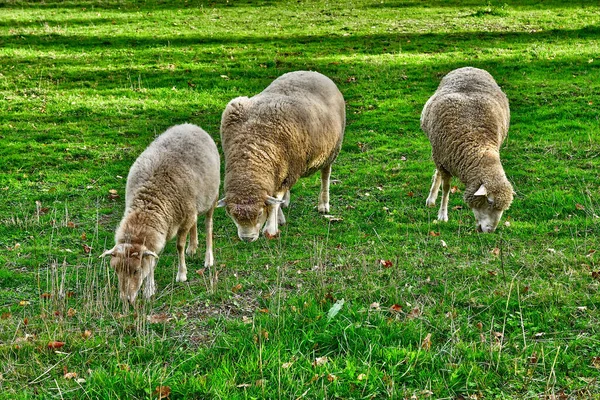 法国凡尔赛 2022年11月19日 在凡尔赛宫的玛丽 安托瓦内特庄园的农场里放羊 — 图库照片