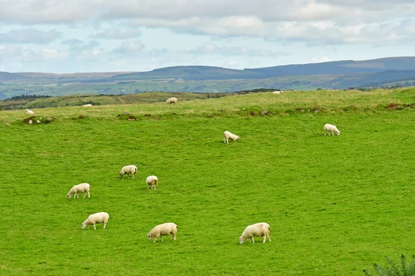 stock image Portaneevey, Northern Ireland - september 15 2022 : the seaside landscape