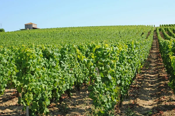 Sauternes France August 2016 Vineyard Summer — Stock Photo, Image