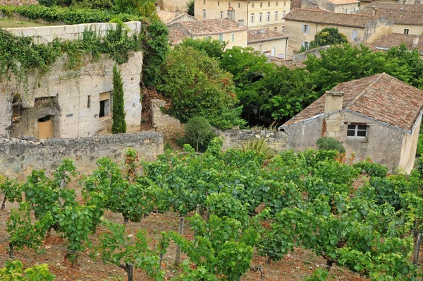 Saint Emilion França Agosto 2016 Vinha — Fotografia de Stock