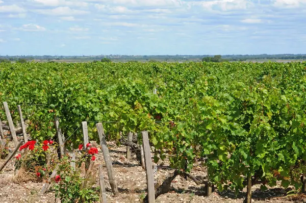 2016年8月18日フランス ジュリアン ビシェベル クロス レヴォヴィユのブドウ畑 Lacases — ストック写真