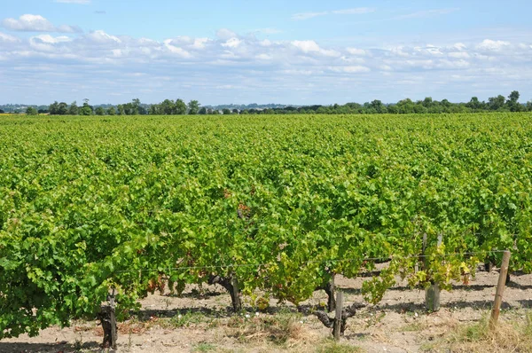 2016年8月18日フランス ジュリアン ビシェベル クロス レヴォヴィユのブドウ畑 Lacases — ストック写真