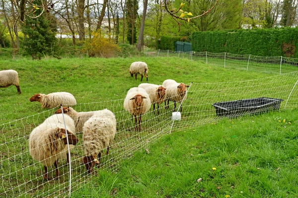 Jouy Moutier Francie Duben 2023 Ovce Ecancourt Vzdělávací Farmě — Stock fotografie