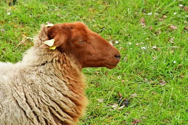 Jouy Moutier France April 2023 Sheep Ecancourt Educational Farm — Stock Photo, Image